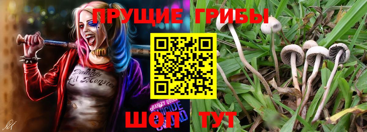 Галлюциногенные грибы прущие грибы  как найти   Лосино-Петровский  Вход с VPN 